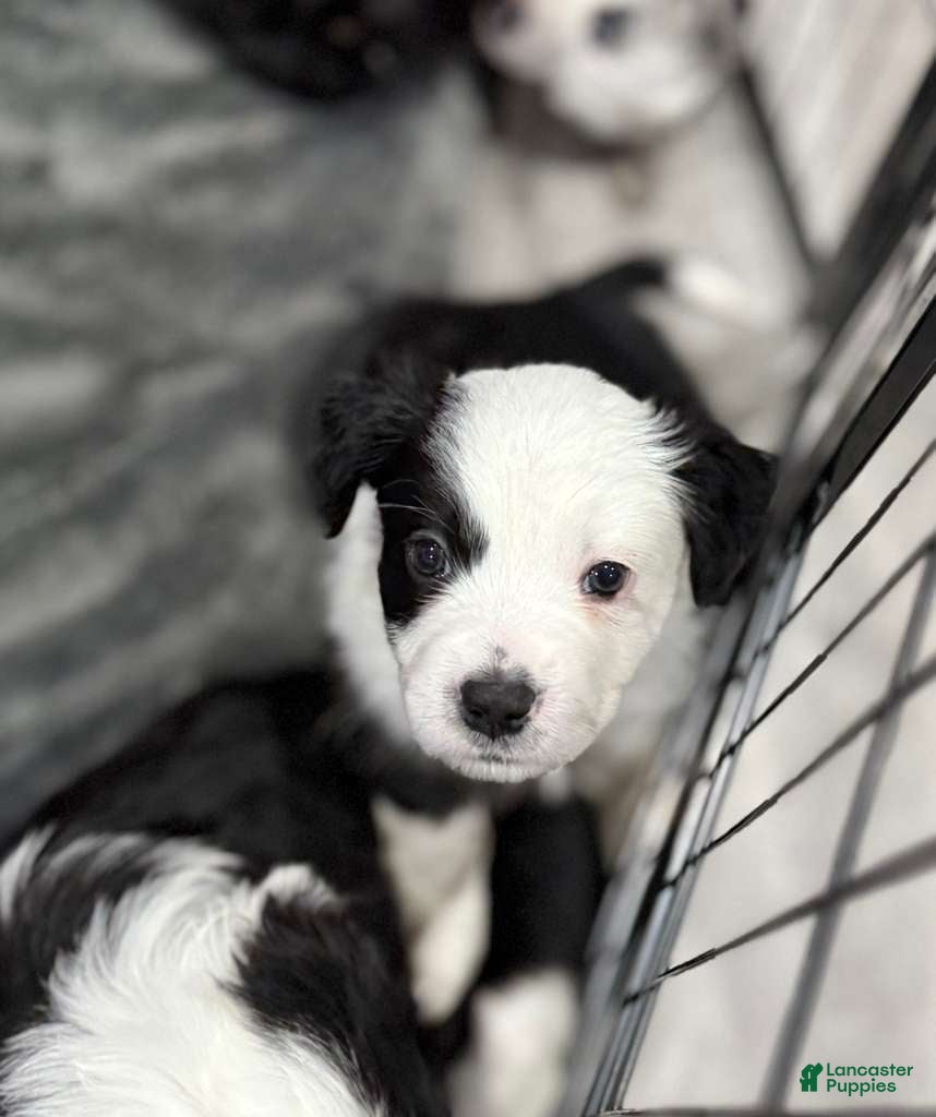 Mixed Breed dogs Oreo - Ad 1
