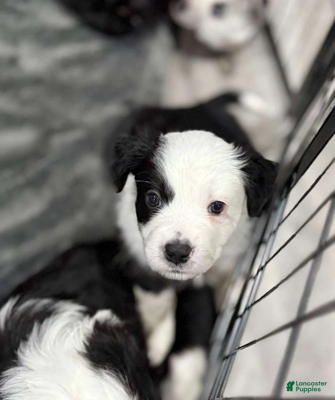 Mixed Breed dogs for sale: Oreo - Ad 1