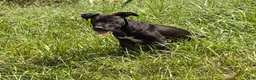 Mixed Breed dogs for sale: Sebastian  - Ad 3