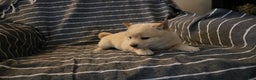 Shiba Inu dogs for sale: Scout  - Ad 5