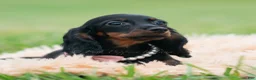 Miniature Dachshund dogs for sale: Felicia - Ad 3