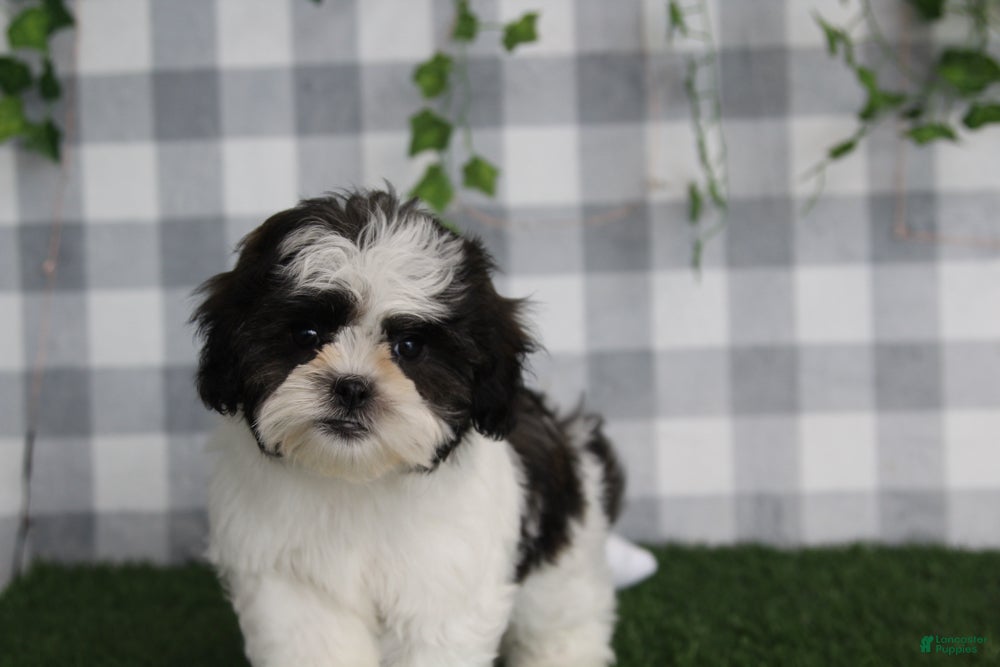 Teddy Bear dogs Carol - Ad 2