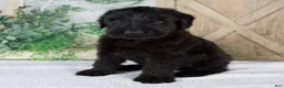 Giant Schnauzer dogs for sale: Kaylie - Ad 2