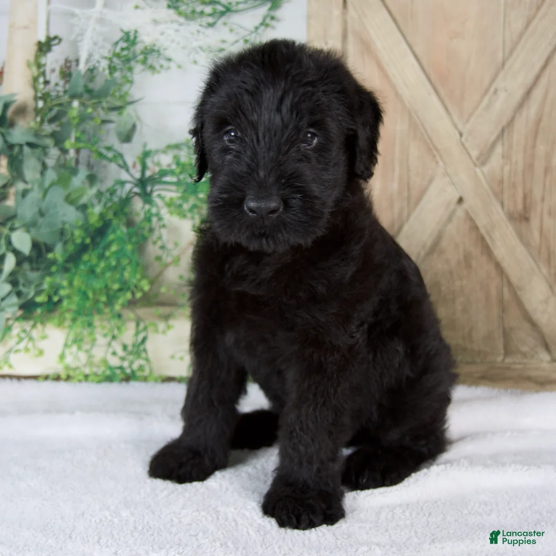 Giant Schnauzer dogs for sale: Kaylie - Ad 2