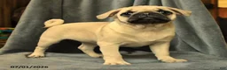 Pug dogs for sale: Lilac - Ad 5