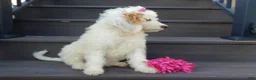Mini Goldendoodle dogs for sale: Daisy (medium) - Ad 4