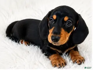 Miniature Dachshund dogs Waffles - Ad 18