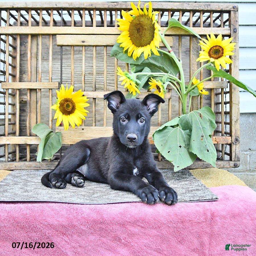 Mixed Breed dogs Averie - Ad 1