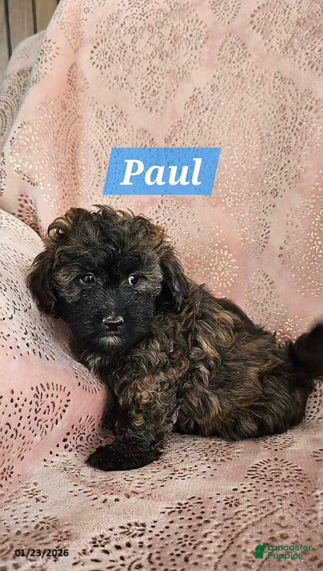 Shihpoo dogs for sale: Paul - Ad 3