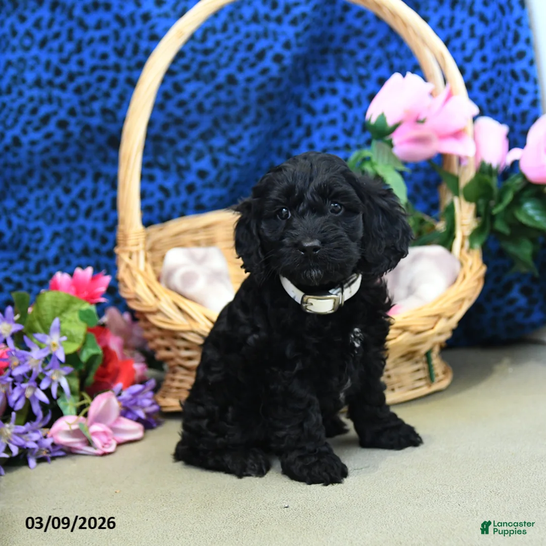 Cockapoo dogs for sale: Forest - Ad 2