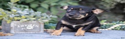 Chihuahua dogs for sale: Zoe - Ad 2