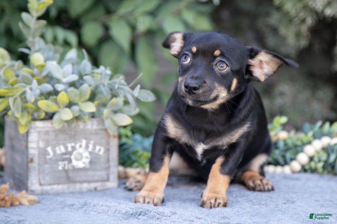 Chihuahua dogs for sale: Zoe - Ad 2