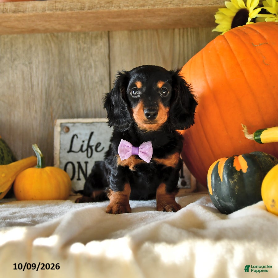 Dachshund dogs Jenny - Ad 1