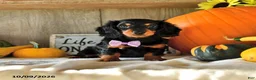 Dachshund dogs for sale: Jenny - Ad 1