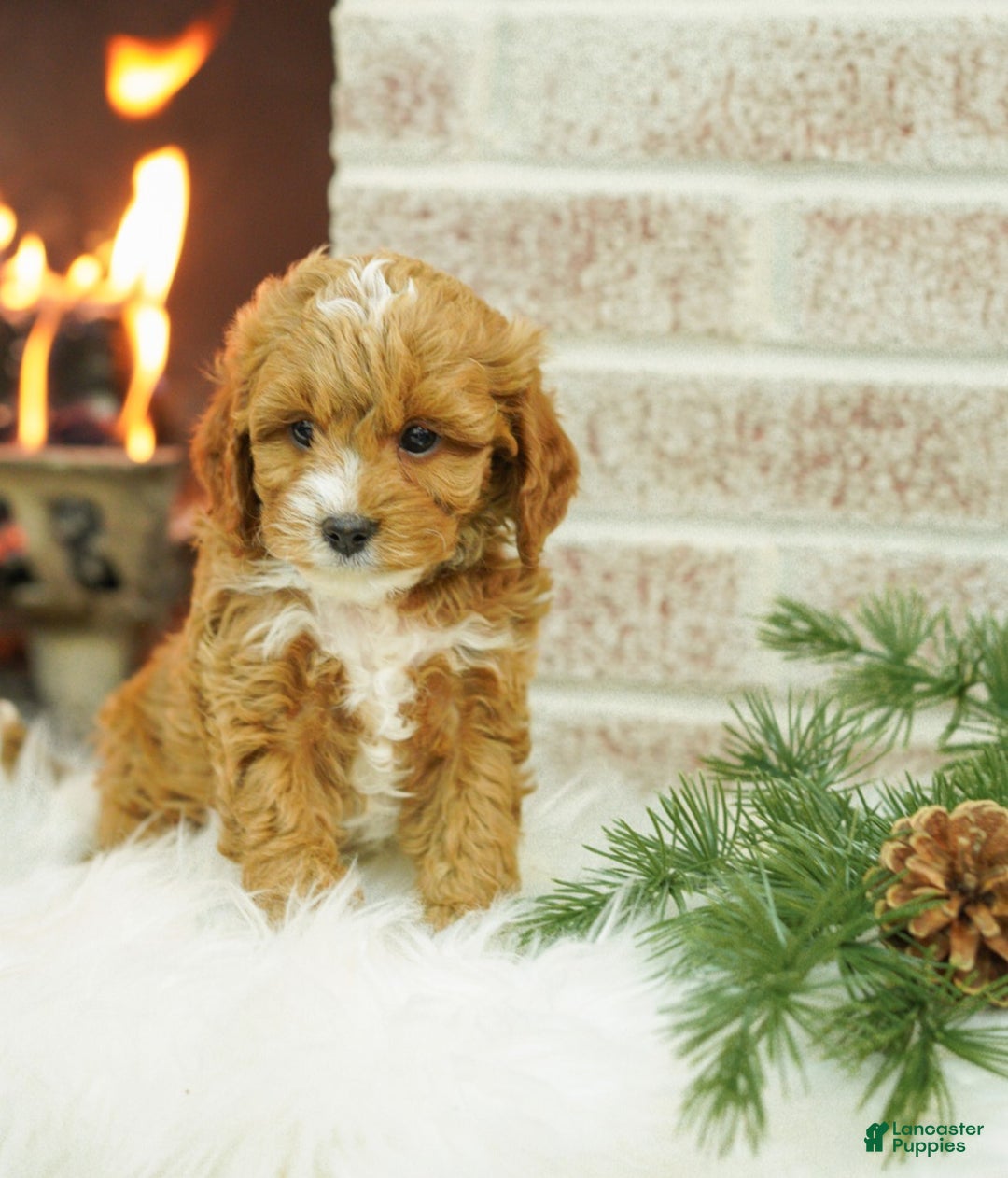 Cavapoo dogs for sale: Mason - Ad 2
