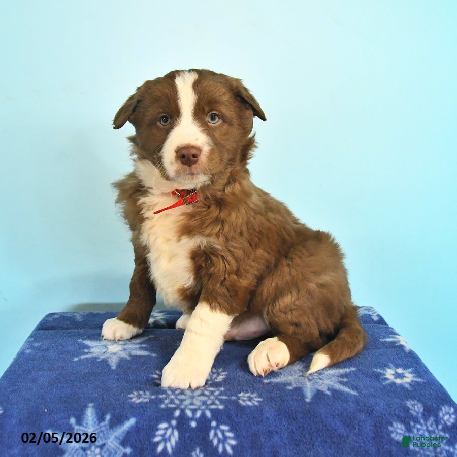 Mixed Breed dogs Rusty - Ad 25