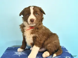 Mixed Breed dogs Rusty - Ad 30