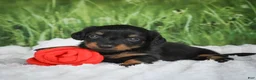 Miniature Dachshund dogs for sale: AKC Sierra - Ad 1