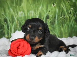 Miniature Dachshund dogs for sale: AKC Sierra - Ad 1