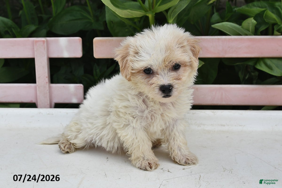 Teddy Bear dogs April - Ad 2