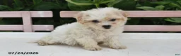 Teddy Bear dogs for sale: April - Ad 2