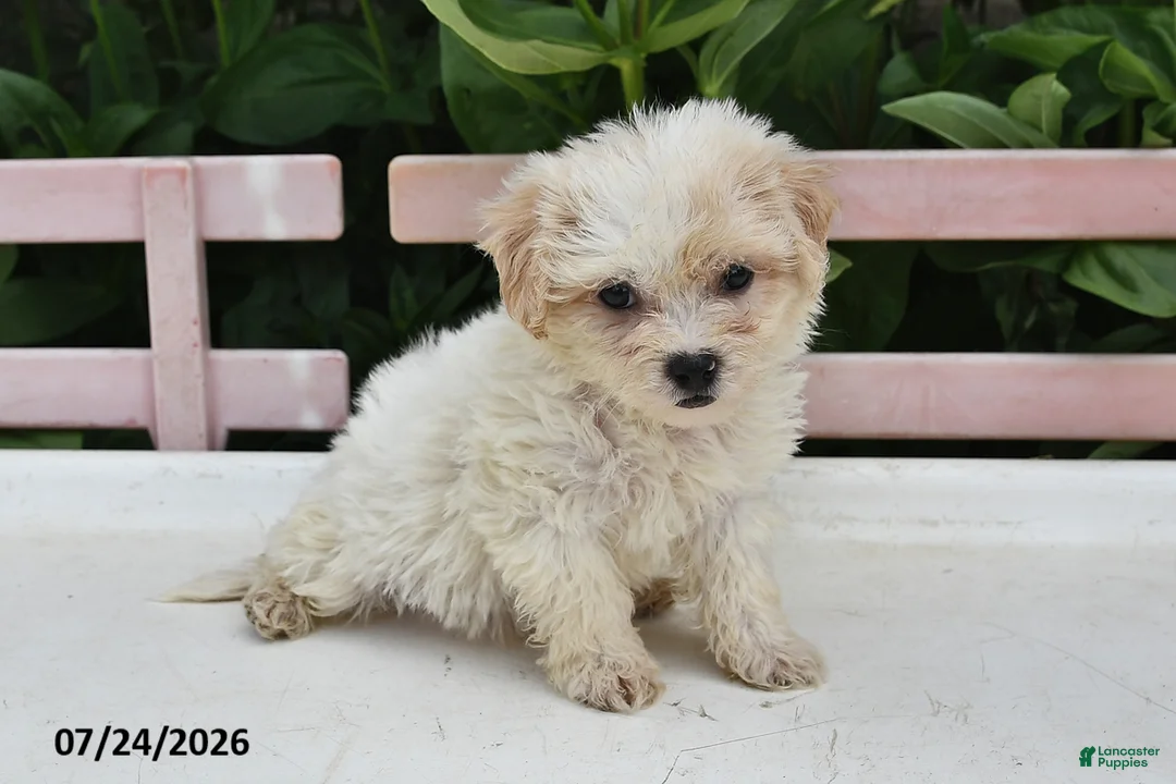 Teddy Bear dogs for sale: April - Ad 2