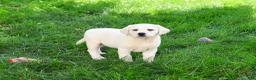 Labrador Retriever dogs for sale: Vidia  - Ad 5