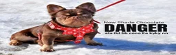 French Bulldog dogs for sale: Beatrice - Ad 7