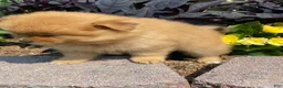 Pomeranian dogs for sale: Pomeranian 5 - Ad 4