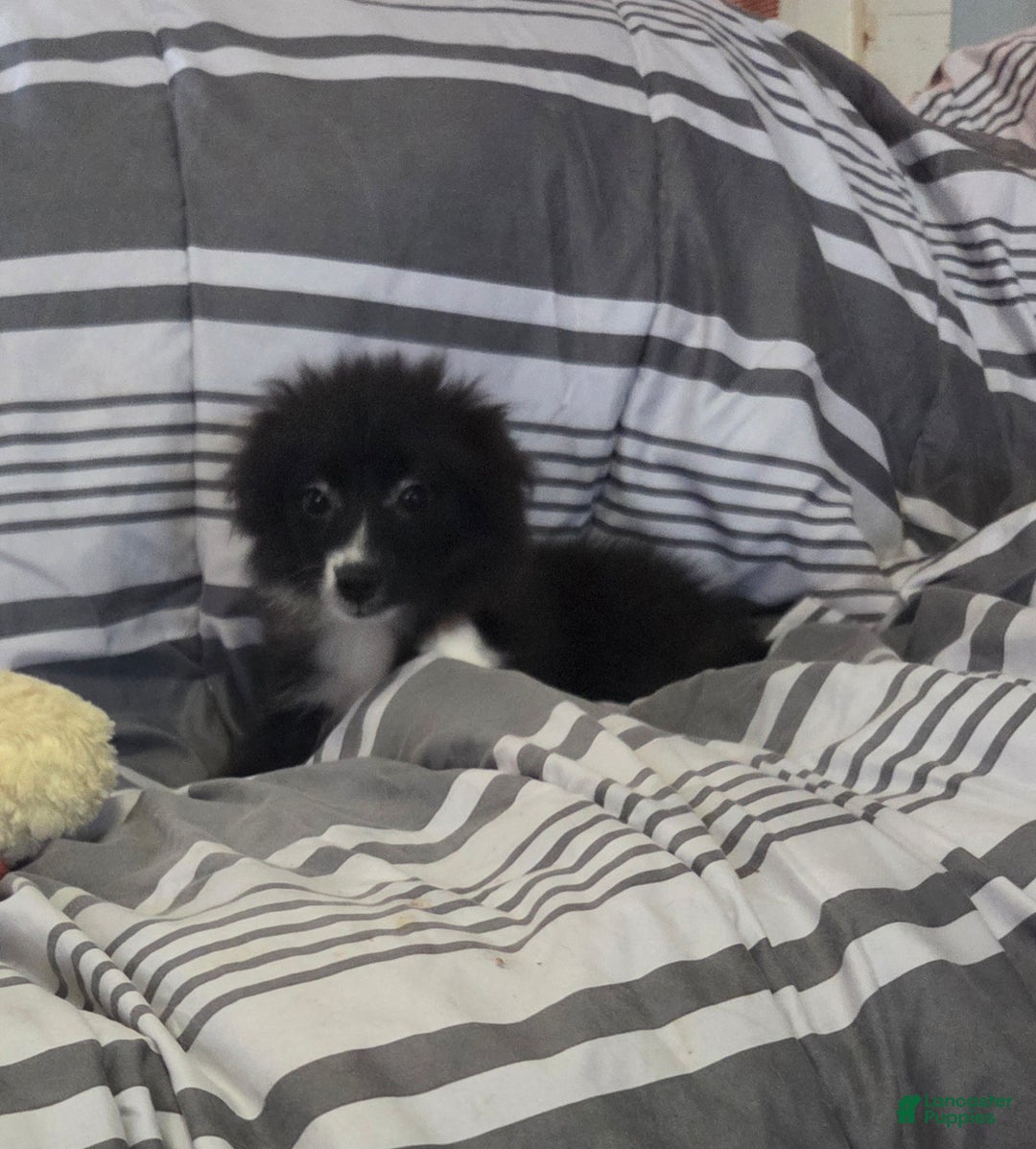 Pomeranian dogs for sale: Nomad - Ad 4