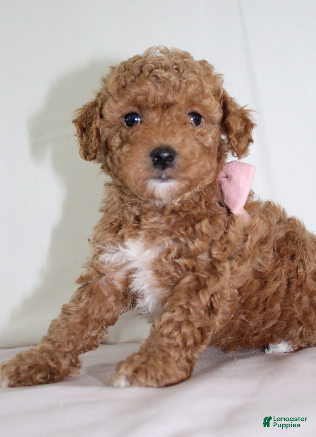 Toy Poodle dogs for sale: Tiny Maggie, Full AKC - Ad 5