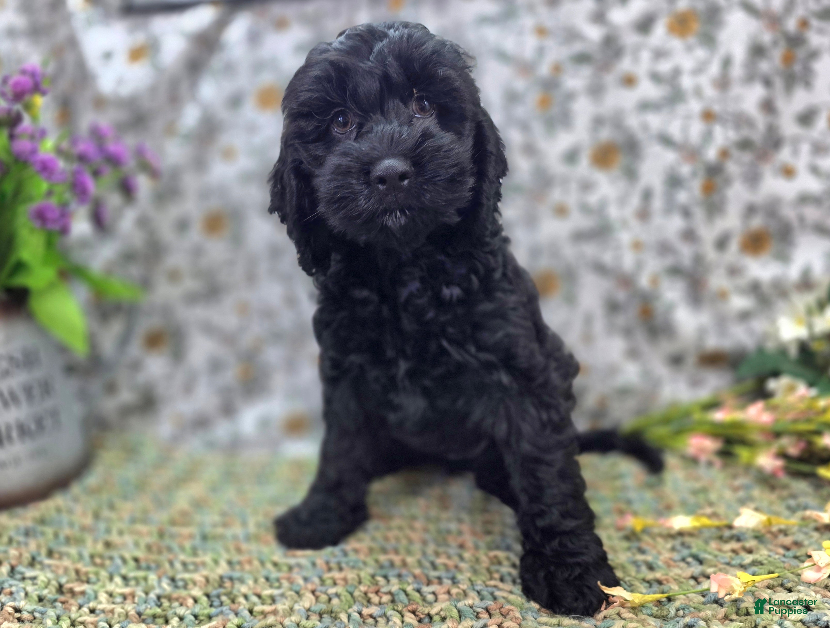 Cockapoo dogs Frostbite - Ad 2