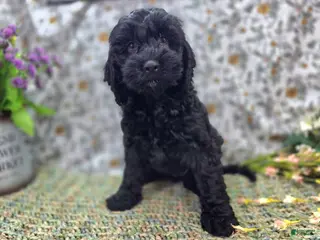 Cockapoo dogs Frostbite - Ad 2