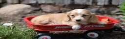 Miniature Dachshund dogs for sale: Byron - Ad 6