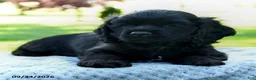 Cocker Spaniel dogs for sale: Maxwell - Ad 5
