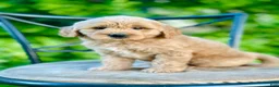 Mini Goldendoodle dogs for sale: Faye - Ad 4