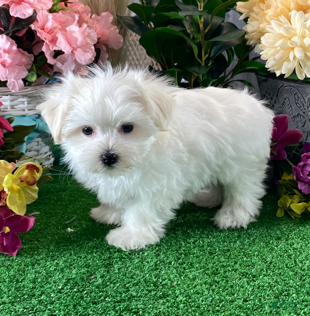 Maltese dogs for sale: Macy - Ad 4
