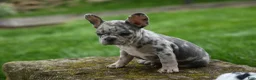 French Bulldog dogs for sale: Archie Beautiful Merle  Pup💙🐾 - Ad 11