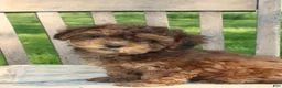 Havapoo dogs for sale: Tiny - Ad 3