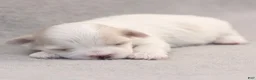 Maltese dogs for sale: Pearl Maltese  - Ad 4