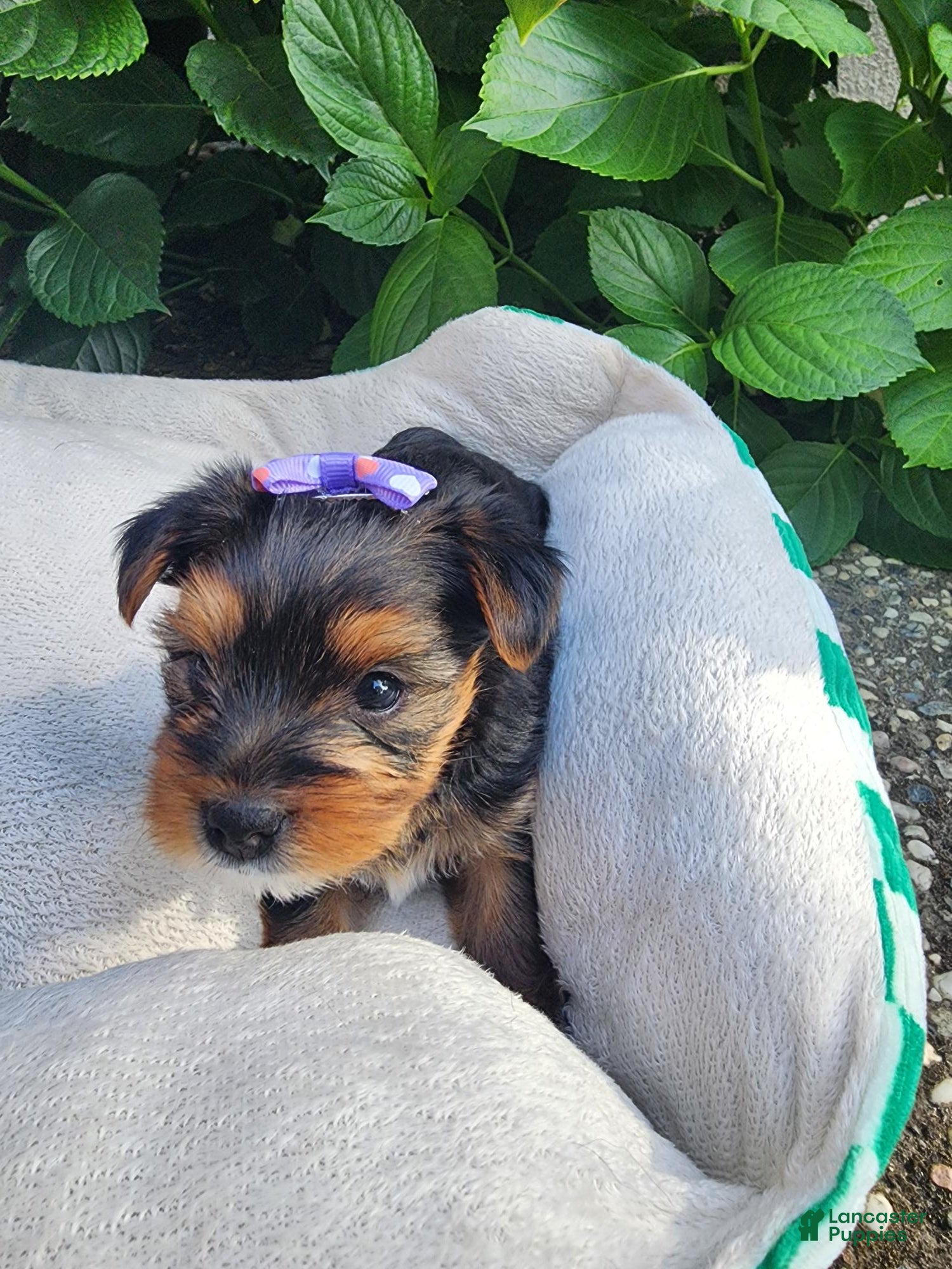 Yorkshire Terrier dogs Yorkshire Terrier Princess Rapunzel  - Ad 2