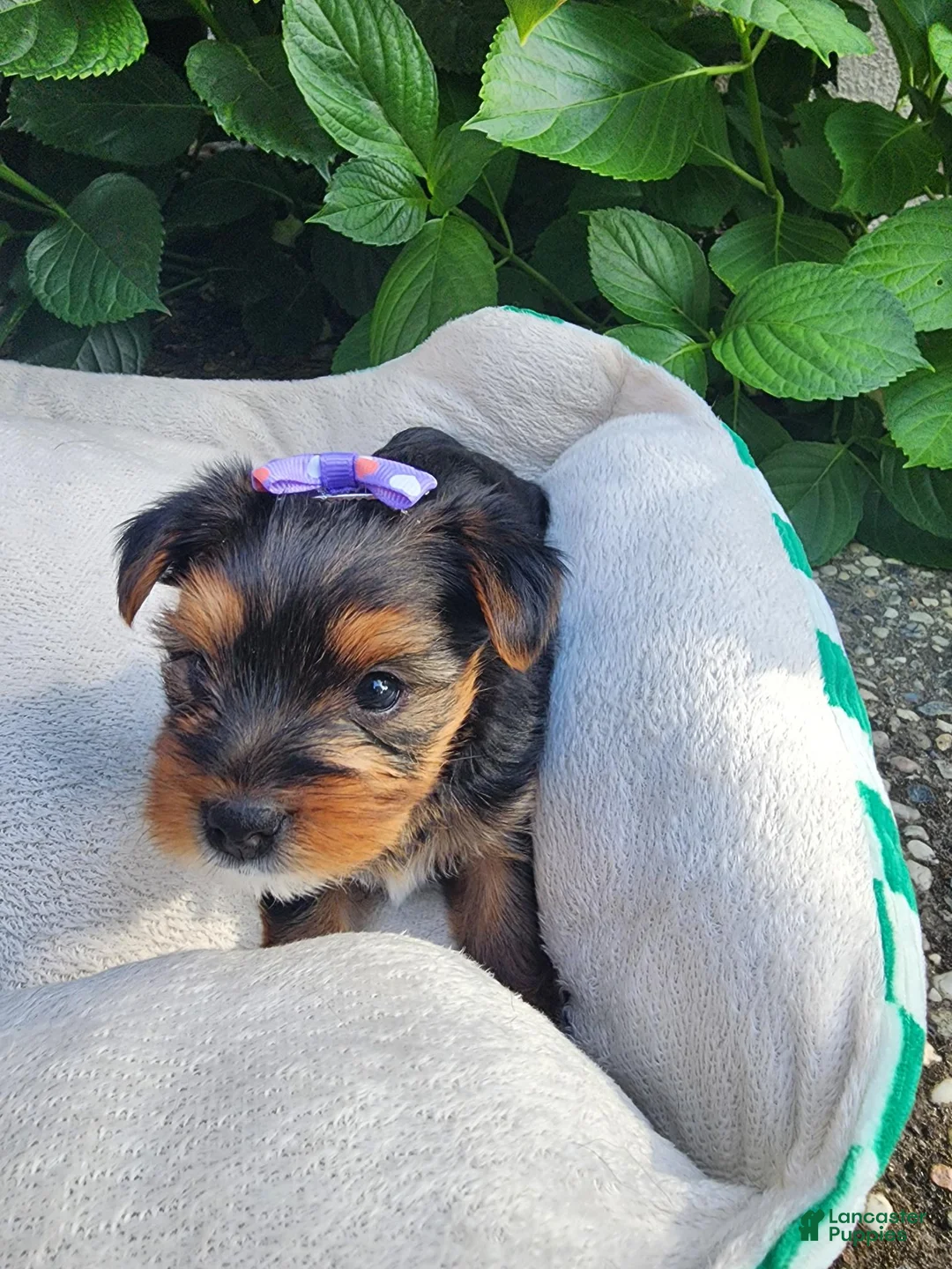 Yorkshire Terrier dogs for sale: Yorkshire Terrier Princess Rapunzel  - Ad 2