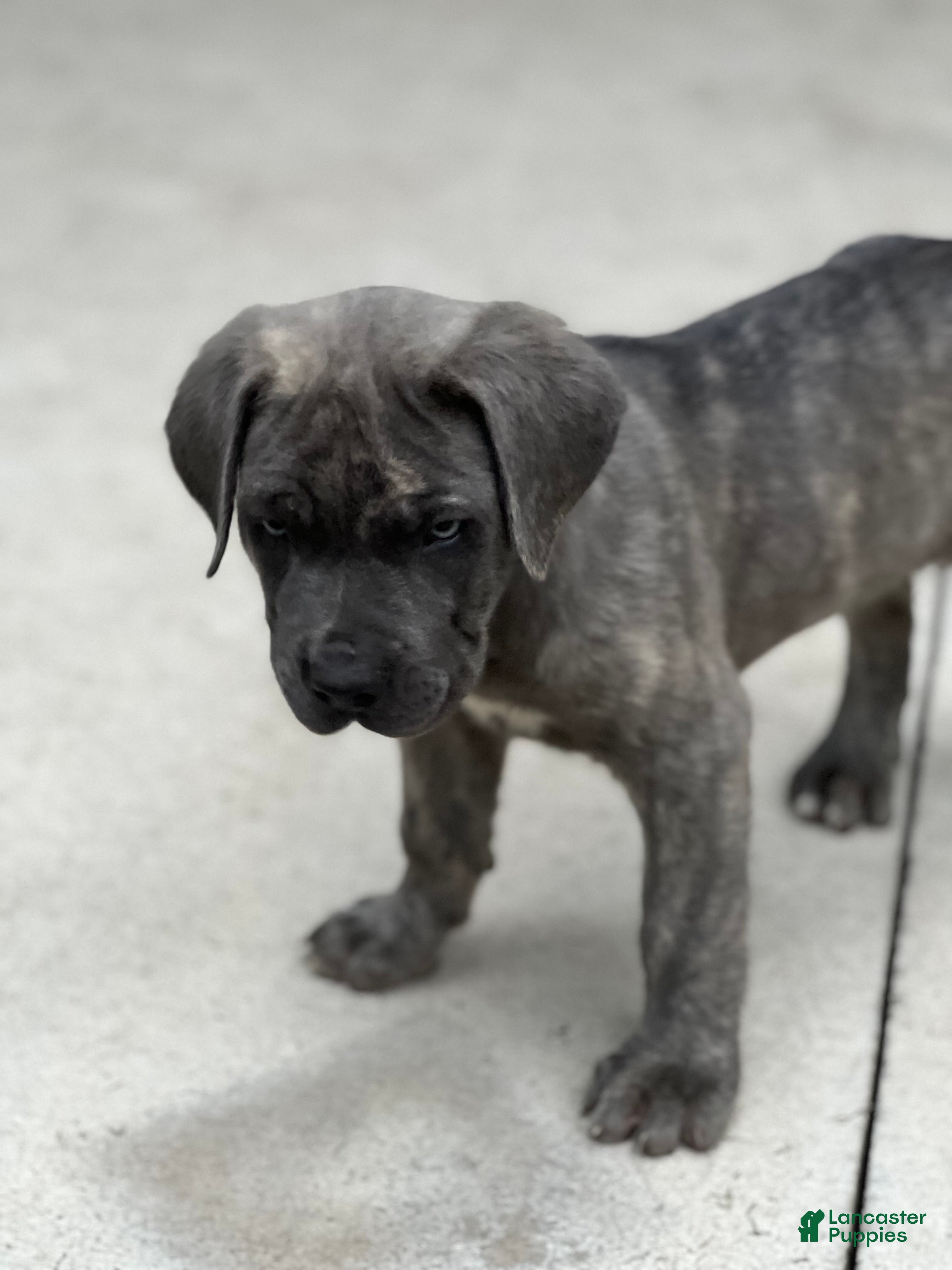 Cane Corso dogs Buster 677 - Ad 2