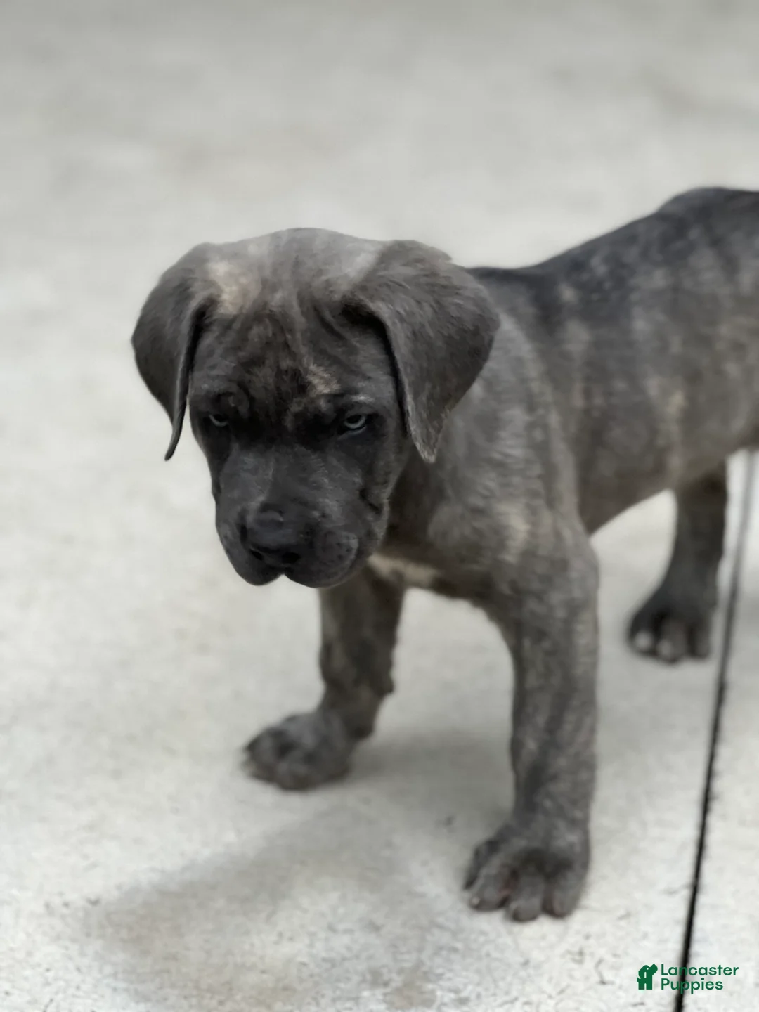 Cane Corso dogs for sale: Buster 677 - Ad 2