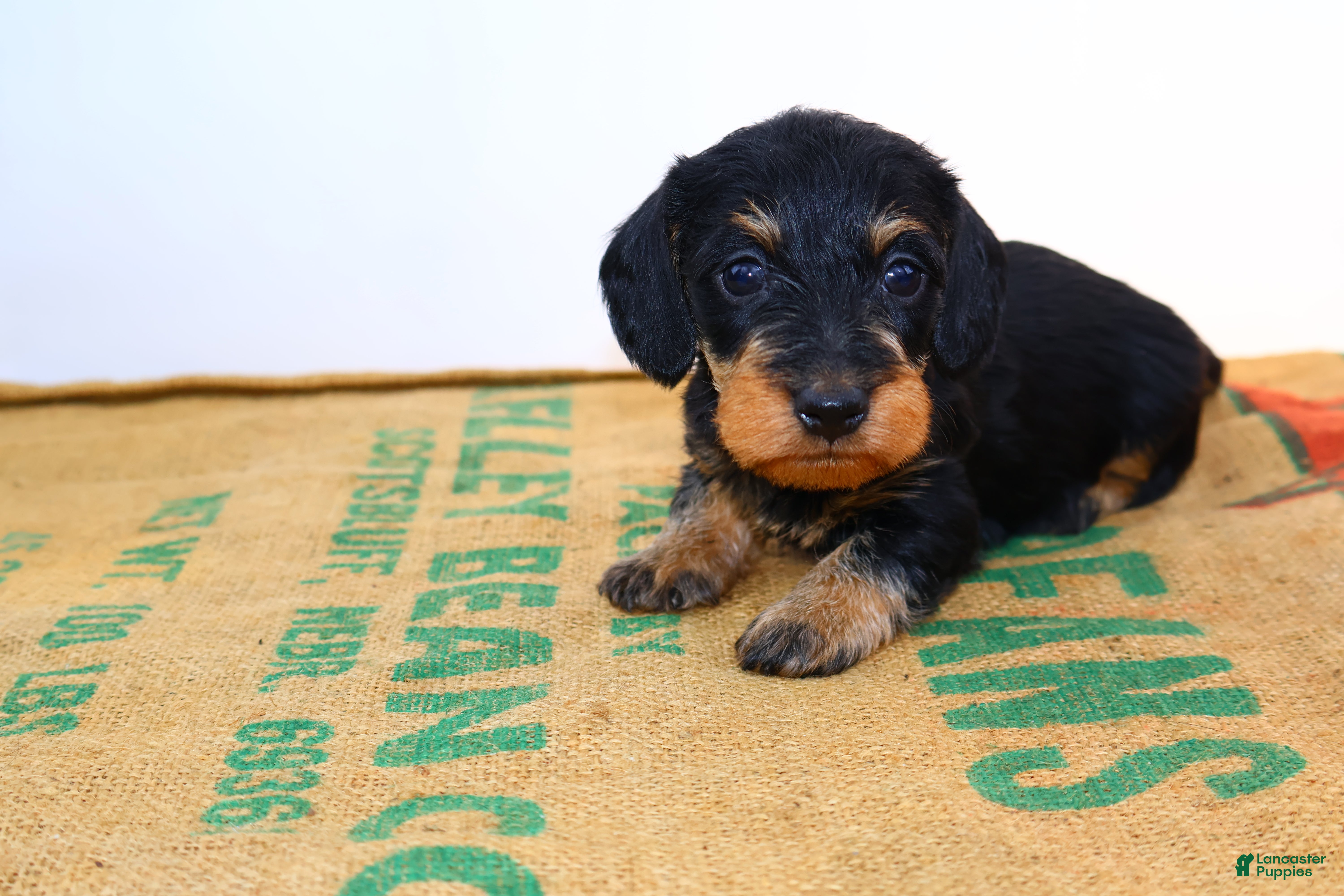 Miniature Dachshund dogs Jack - Ad 15