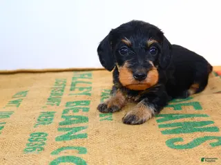Miniature Dachshund dogs Jack - Ad 15