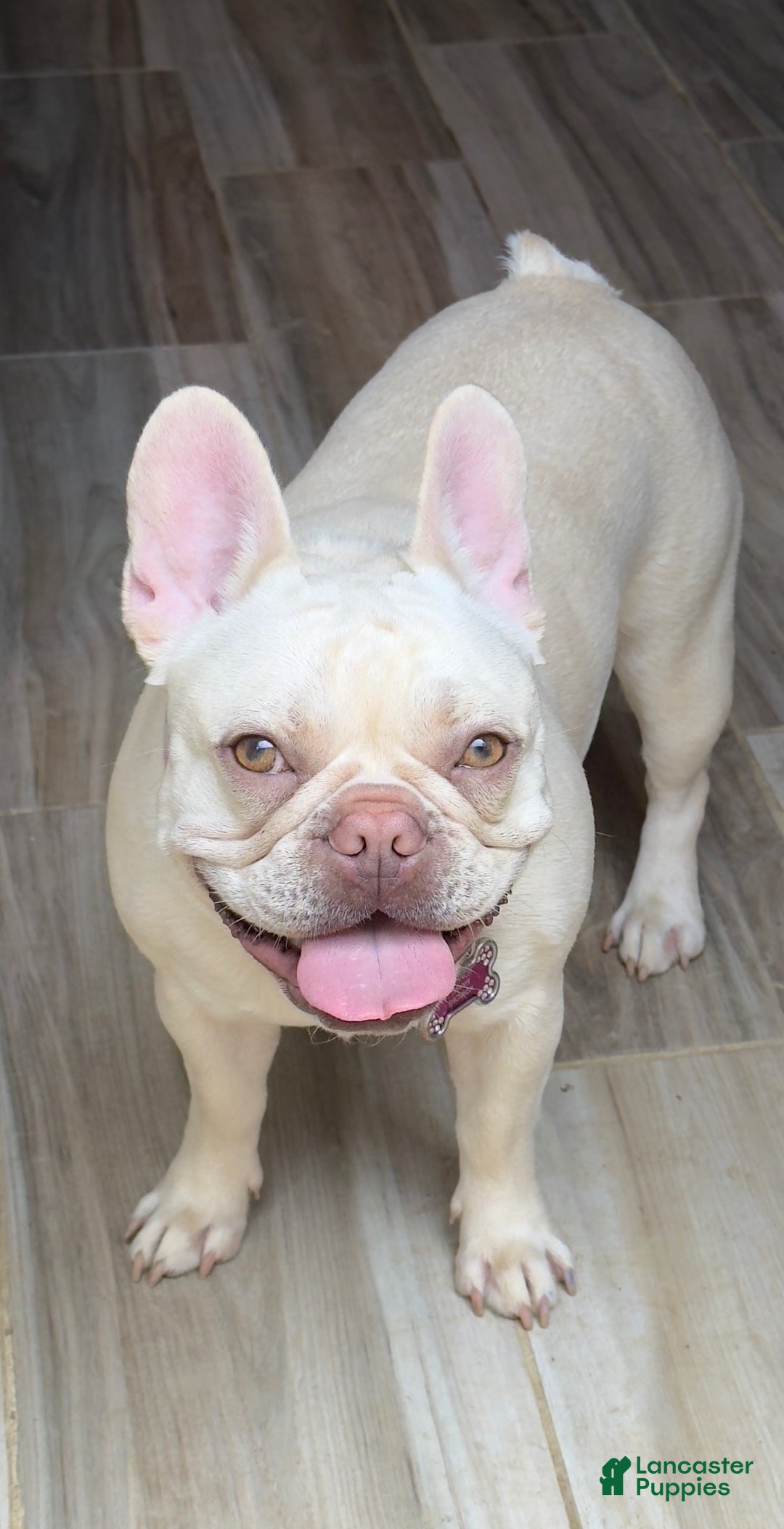 French Bulldog dogs for sale: Hulk - Ad 5