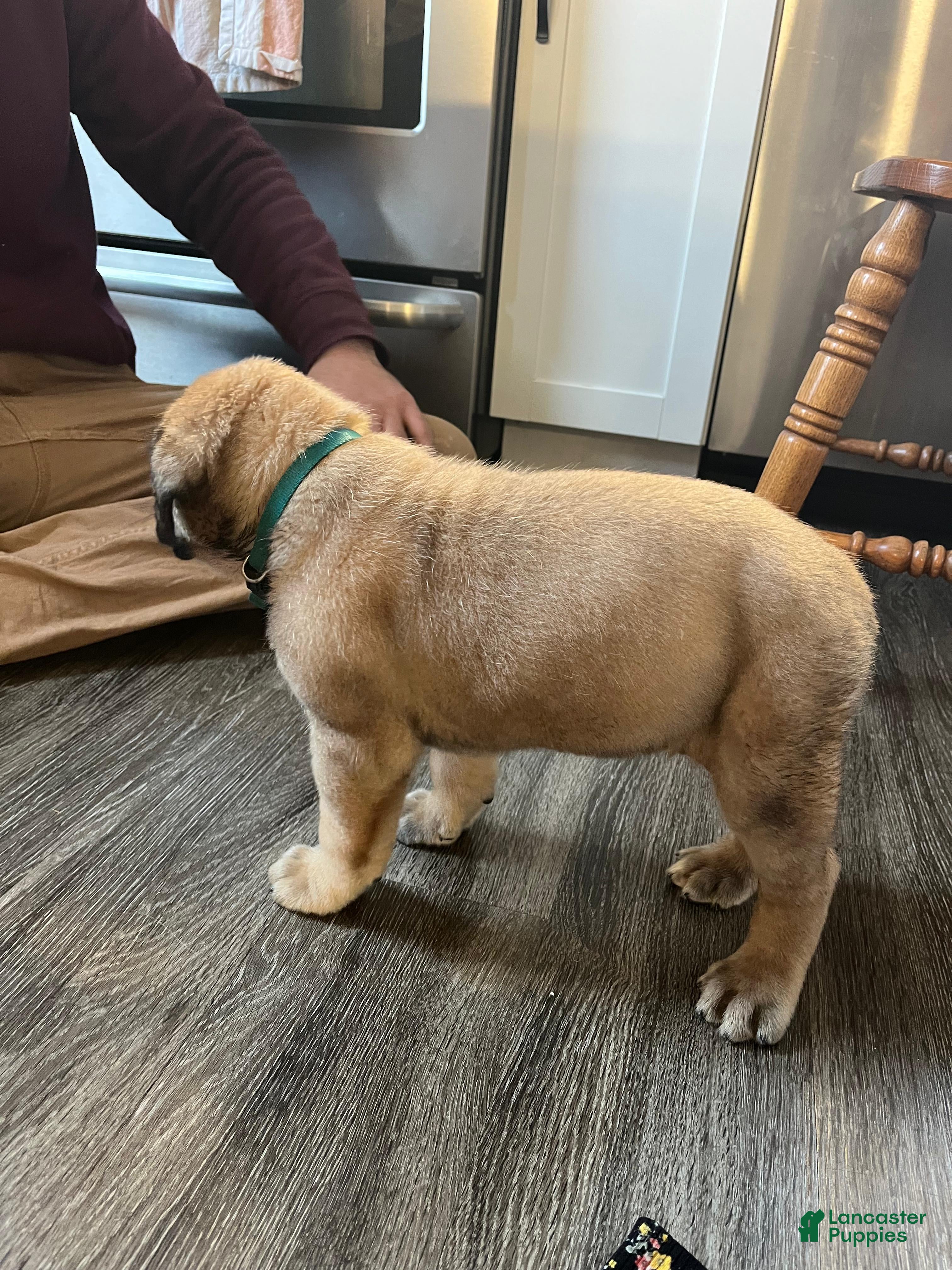 English Mastiff dogs Becky - Ad 2