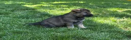 German Shepherd dogs for sale: German Shepherd 4 - Ad 5