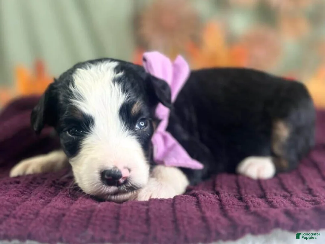Bernedoodle dogs for sale: Ingrid - Ad 2